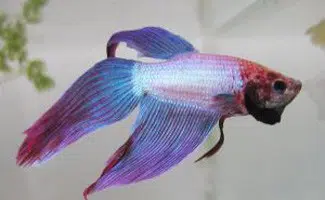 Betta Fish: The Beautiful, and Very Popular, Siamese Fighting Fish