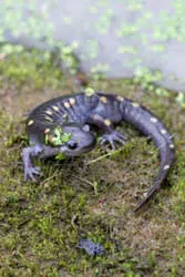 Spotted salamander