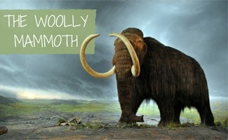 The Woolly Mammoth