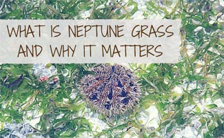 Neptune grass at bottom of sea: What is Neptune Grass and Why It Matters