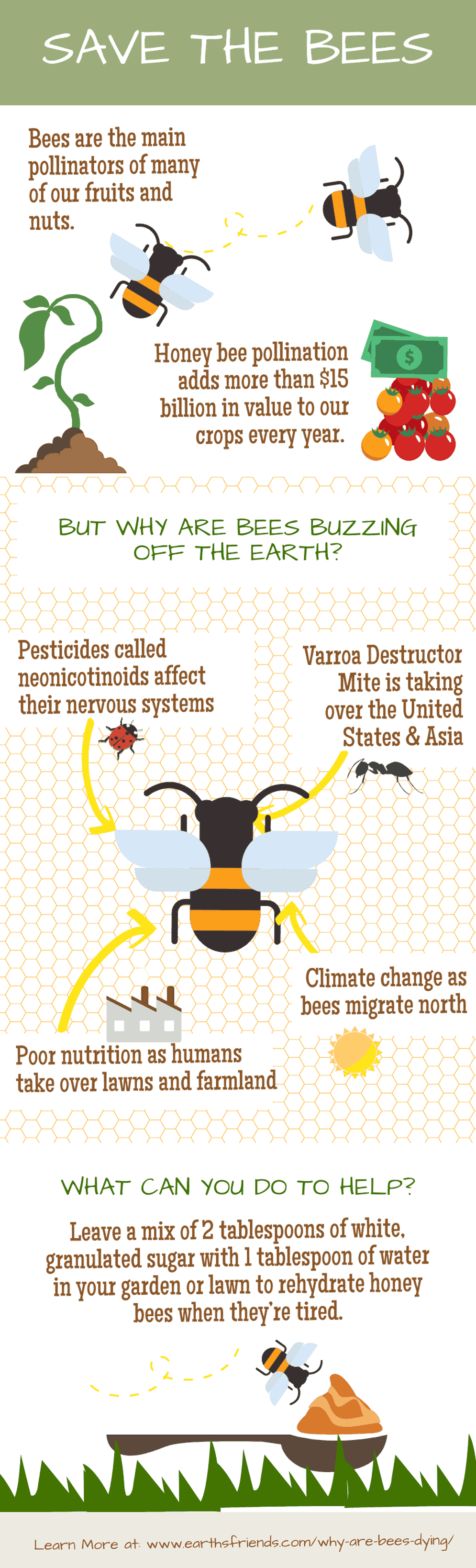 Why Are Bees Dying Infographic
