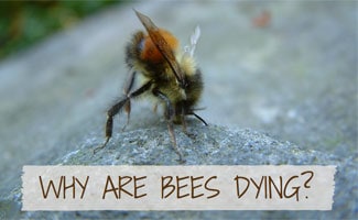 Fallen bee on rock: Why Are Bees Dying?