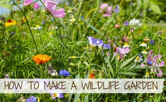 How To Make A Wildlife Garden